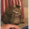 kitty memes 22