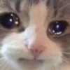 Sad Cats 14