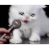 Sad Cats 16