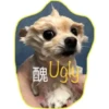 HK Lion King 仔仔 2 22