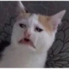 Sad Cats 17