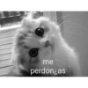 el gato xd 5