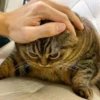 kitty memes 23