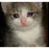 Sad Cats 18