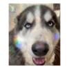 Husky Logan & friends 25