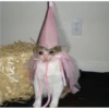 Sad Cats 19