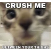 CRUSH ME
@softcatmemes
BETWEEN YOUR THIGHS