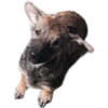 mi perro el mejor 7