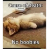 kitty memes 25