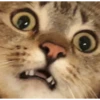 dog-cat-memes 18