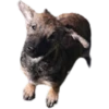 mi perro el mejor 8