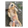 Husky Logan & friends 29