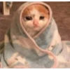 kitty memes 27