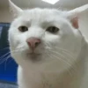 dog-cat-memes 19
