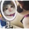 Sad Cats 20