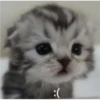 kitys 2