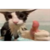 kitys 3