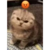 kitys 4