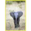 Baby Cute Elephant ✺1 5