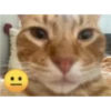 kitys 5