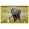 Baby Cute Elephant ✺1 6
