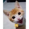 kitys 6