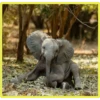 Baby Cute Elephant ✺1 7