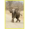 Baby Cute Elephant ✺1 8