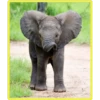 Baby Cute Elephant ✺1 9