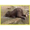 Baby Cute Elephant ✺1 10