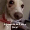 a la cuenta de 3 voy a
llorar