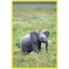 Baby Cute Elephant ✺1 11
