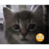 Gatito reacción 5