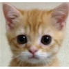 kitys 7