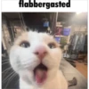 kitys 9