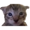 kitys 10