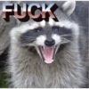Raccoon Vol. 3 6