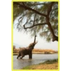 Baby Cute Elephant ✺1 12
