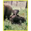 Baby Cute Elephant ✺1 13