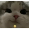 Gatito reacción 6