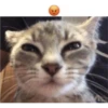 kitys 11