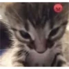 Gatito reacción 7