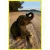 Baby Cute Elephant ✺1 14
