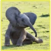 Baby Cute Elephant ✺1 15
