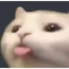 Cats 5