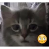 kitys 12