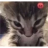 kitys 13