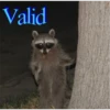 Raccoon Vol. 3 10