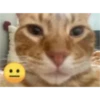 Gatito reacción 8