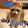 Raccoon Vol. 3 11